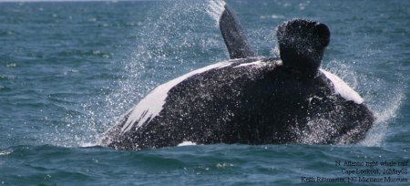 North Atlantic right whale calf, off Cape Lookout, 2008.